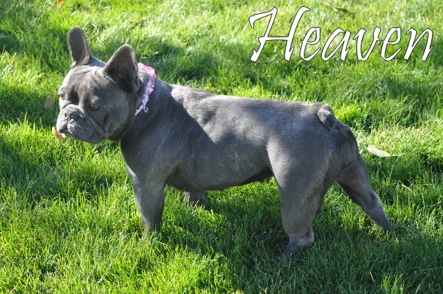 Heaven (blue brindle)