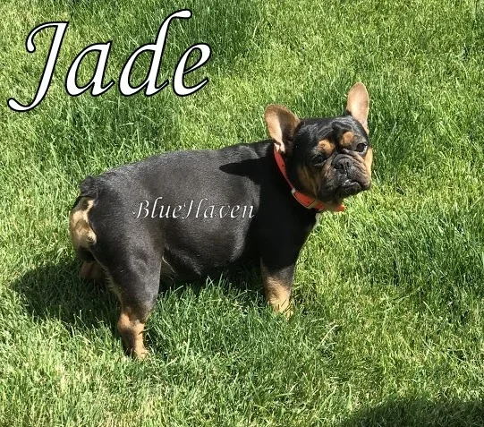 Jade (black and tan)