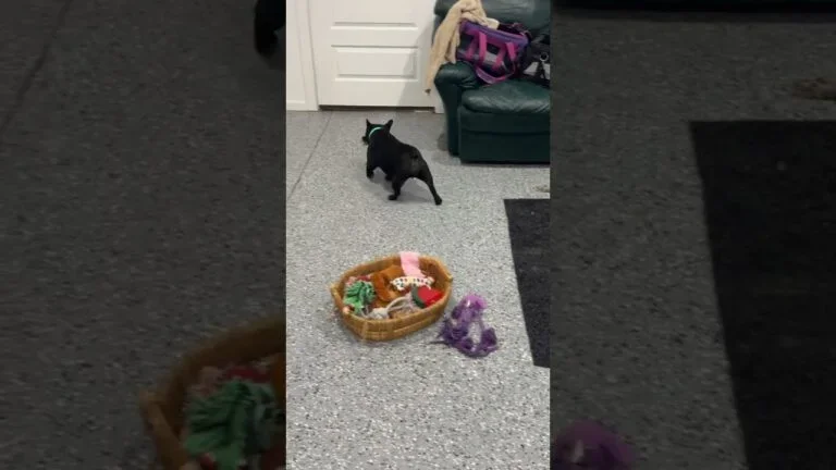 Juno (pure black) – reserved