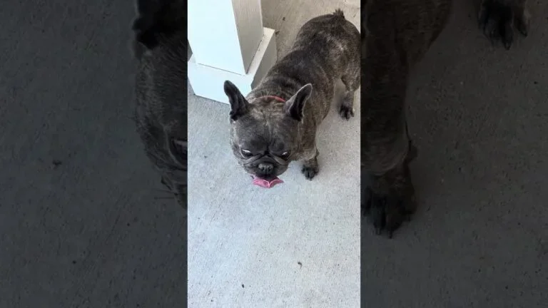 Madee (blue brindle)