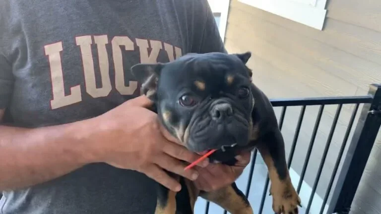 Nova (black & tan)