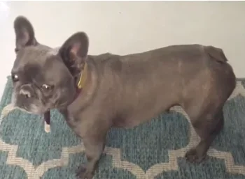 Marcie (blue brindle)
