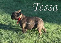 Tessa (black brindle)