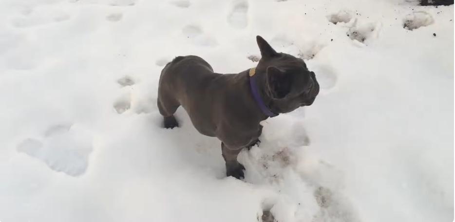 Dove (blue brindle)