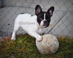 Chocolate Brindle Pied