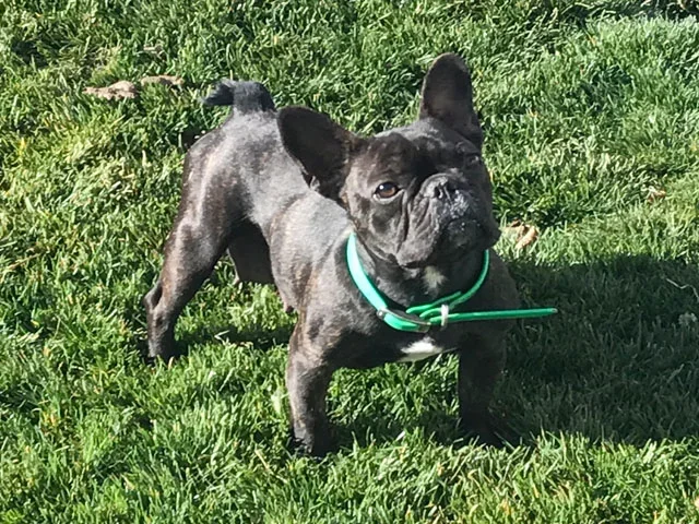 Scarlett (black brindle)