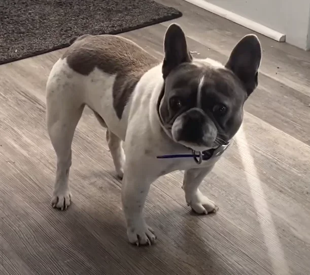 Melvin