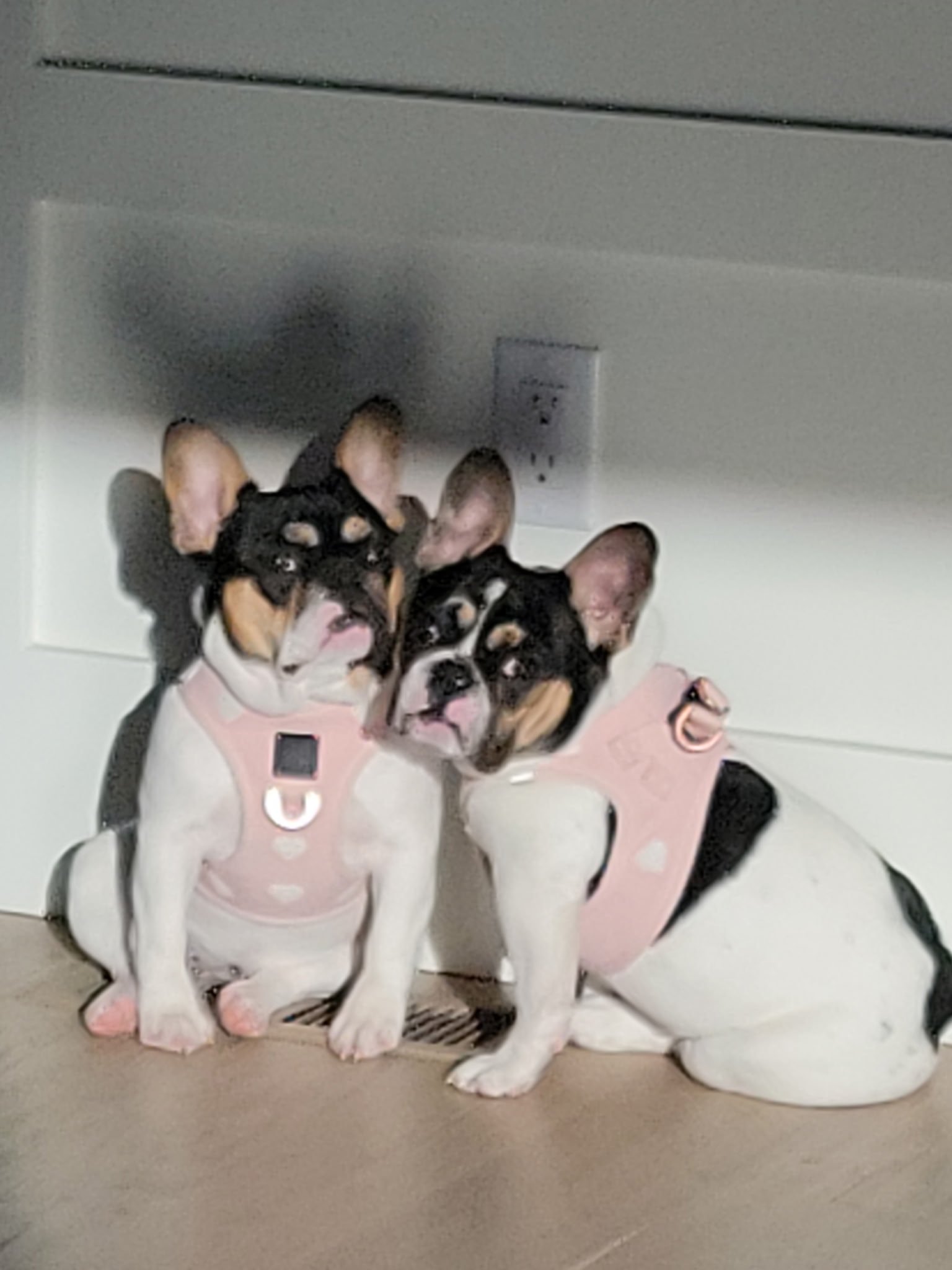 Two black and white Bulldog