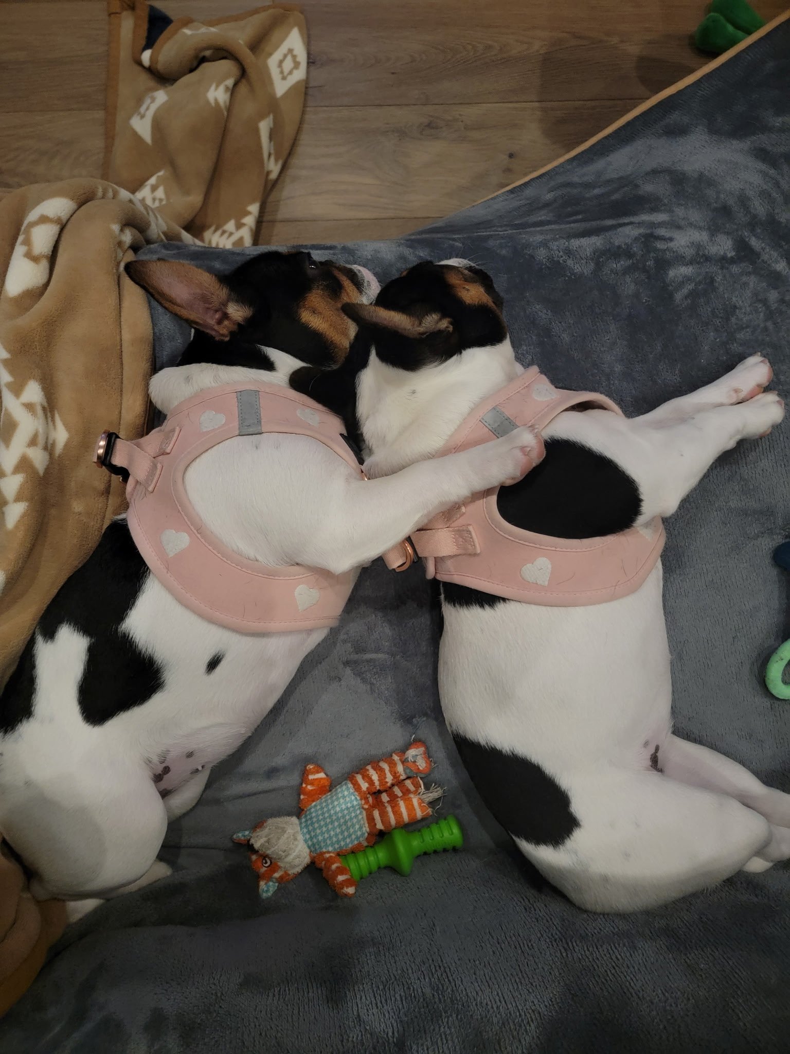 Two playful French Bulldog