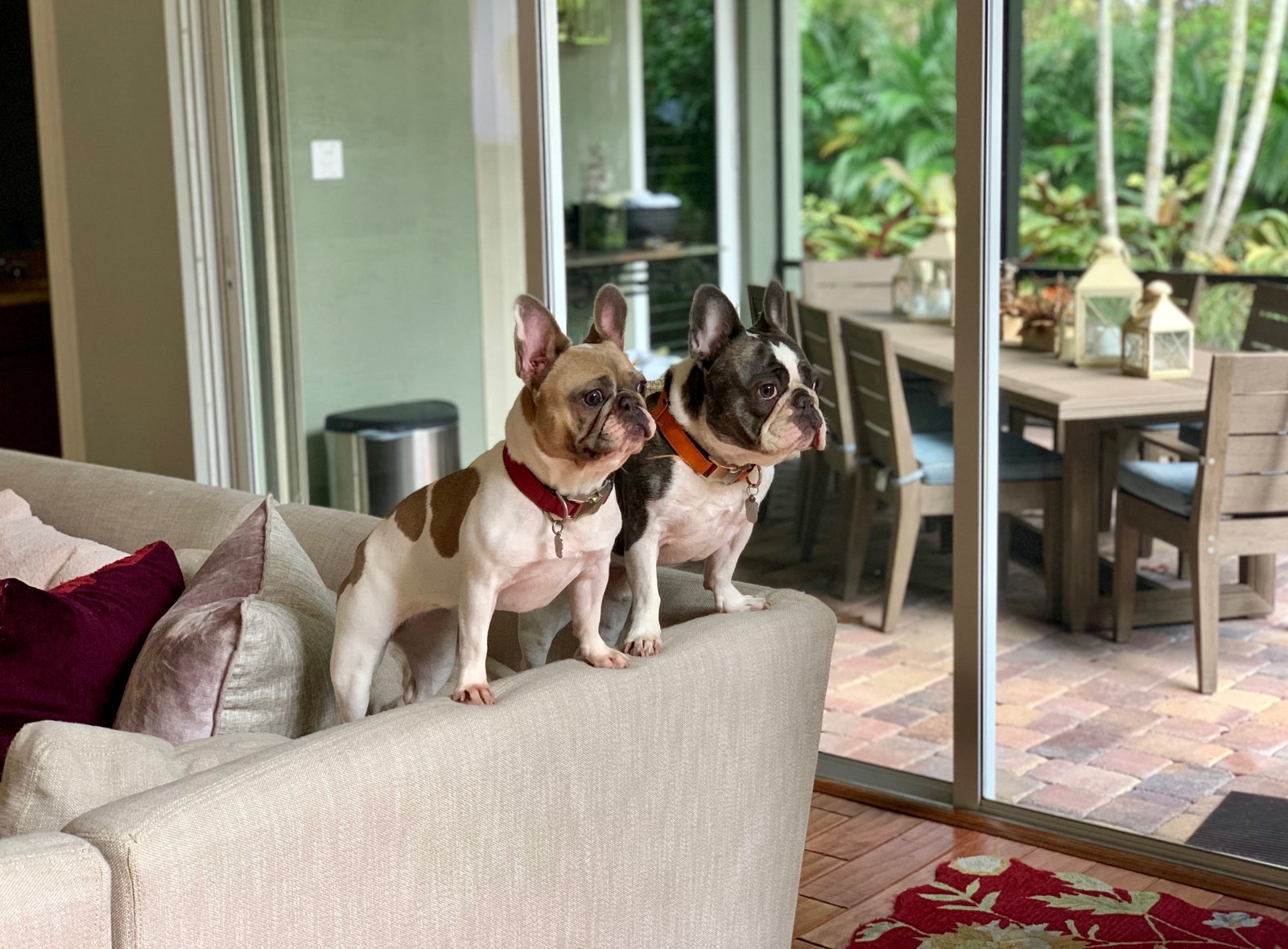 French Bulldogs Observing