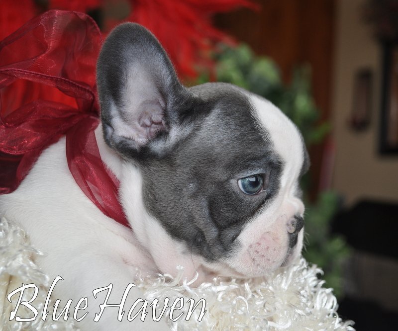 blue pied french bulldog puppies