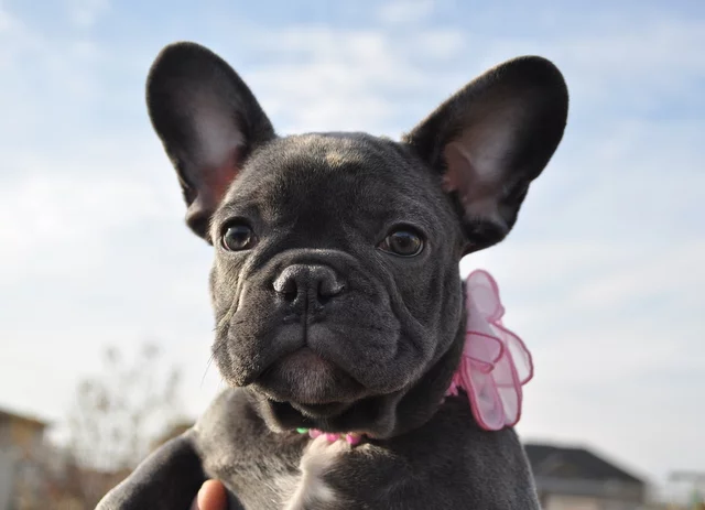 frenchie ears