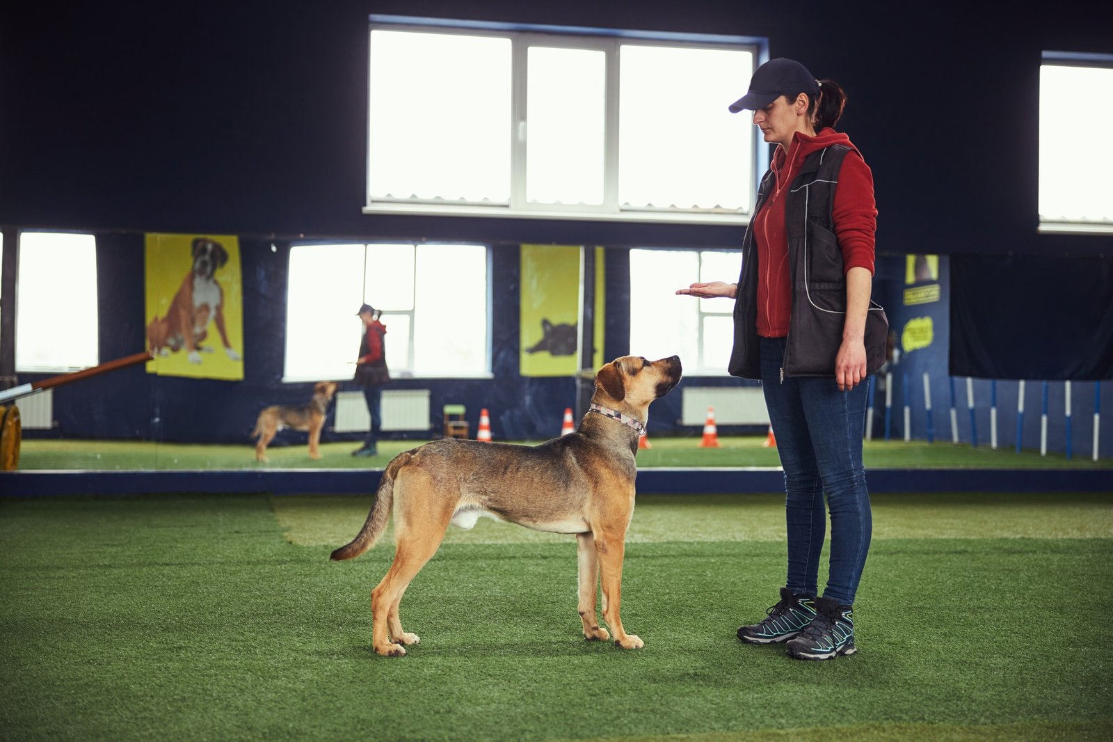 trainer-teaching-a-dog-the-stand-command.jpg