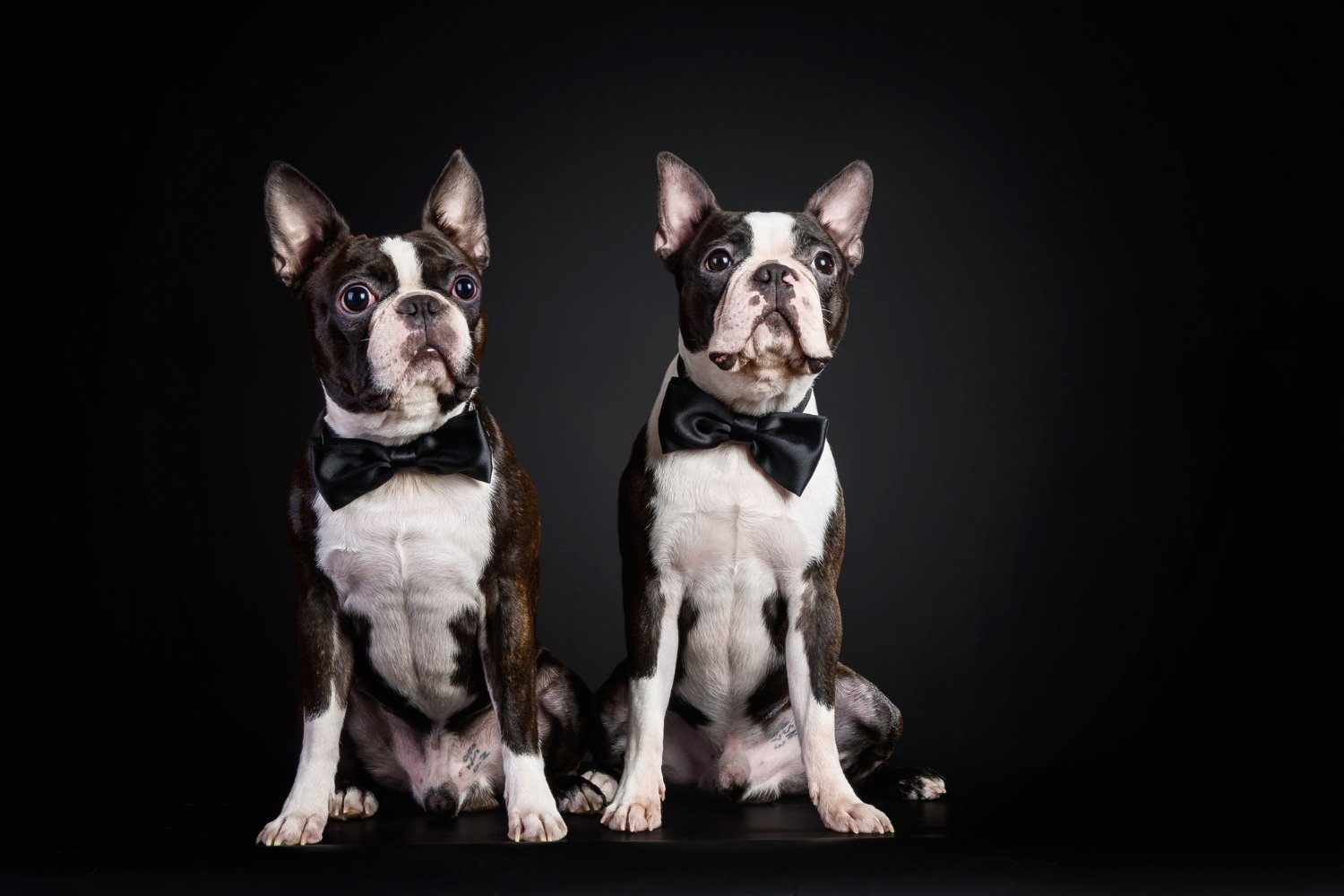 Factors to Consider When Buying French Bulldog Puppies BlueHaven