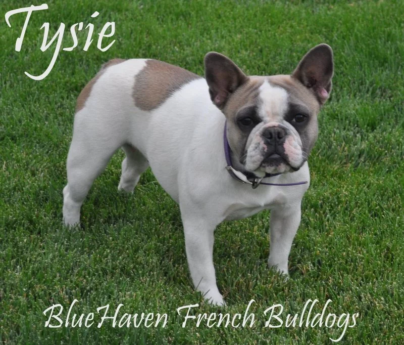 Tysie – blue fawn pied (avg amount of patches)