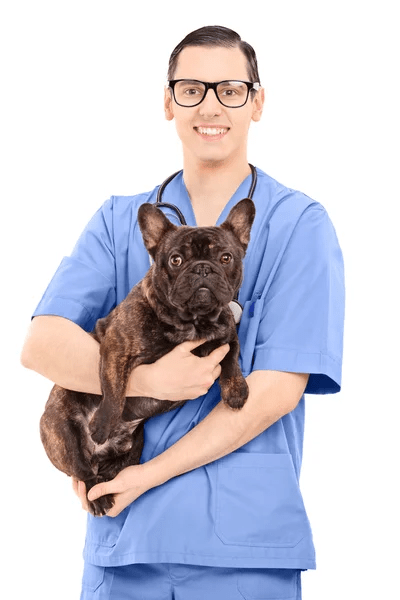 veterinarian for French Bulldogs