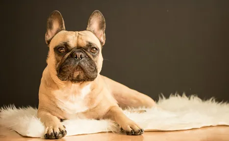 How to breed French Bulldogs