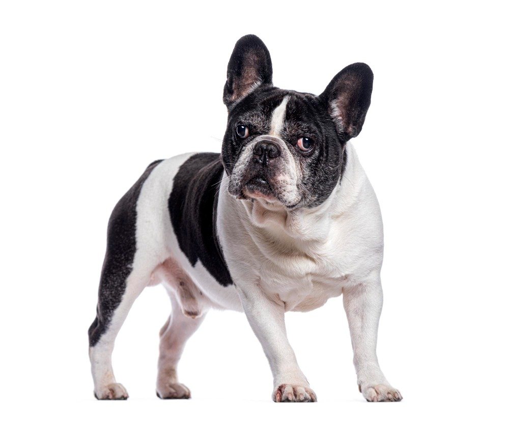 5 Reasons Why French Bulldogs Make The Perfect Emotional Support Dogs