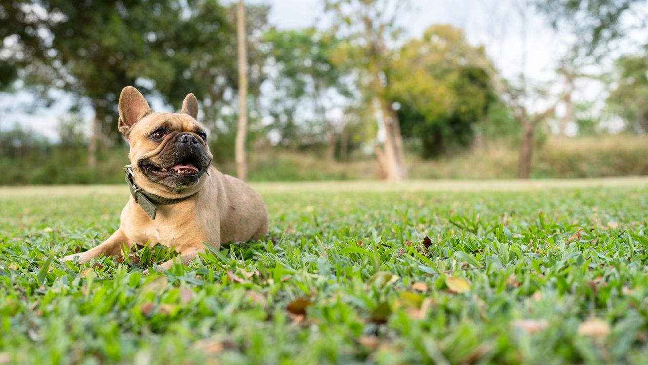 French Bulldog