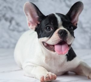 Beware of French Bulldog Scams